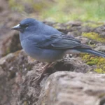 El Pinzón Azul, símbolo de identidad y compromiso de Tecnomédica con Canarias y la biodiversidad