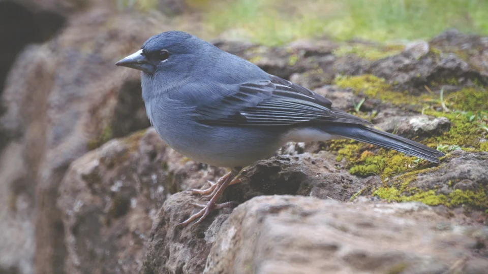 El Pinzón Azul, símbolo de identidad y compromiso de Tecnomédica con Canarias y la biodiversidad